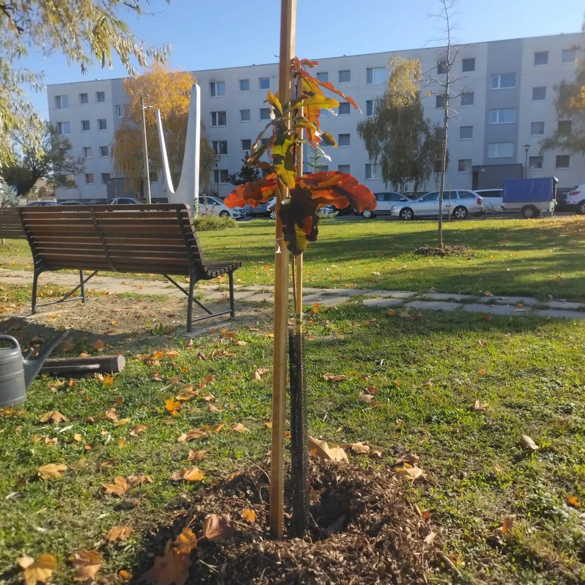 Vo Vajnoroch pribudli desiatky nových dubov, radosť z nich budú mať aj budúce generácie