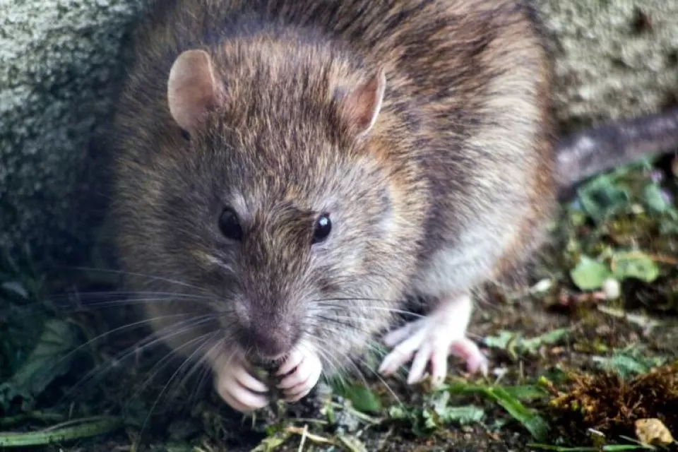 Situácia s premnoženými potkanmi na Šachorovej je neúnosná, hovorí starosta Vajnor Vlček