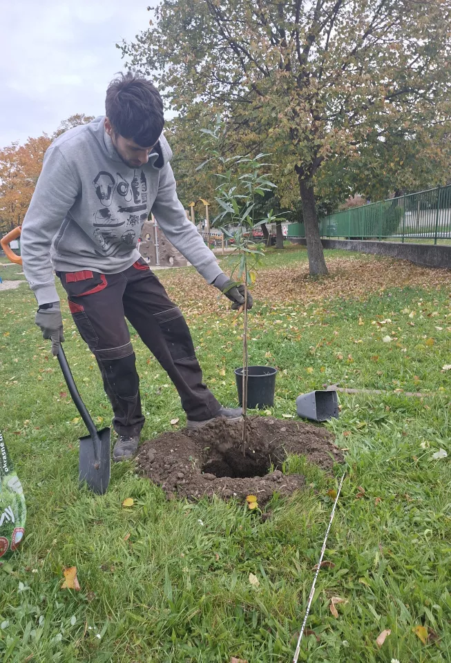 Nové stromčeky na ihrisku na Koniarkovej